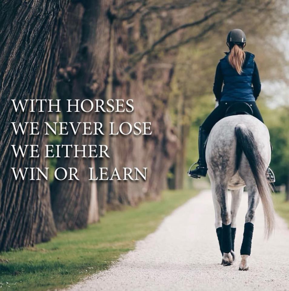 Funny Horse Quotes